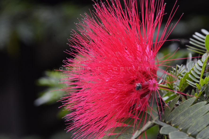 Flowers at Farmville eyeswideshooting