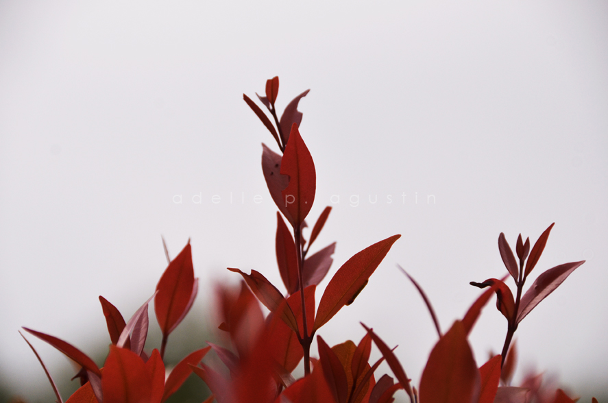 Flowers at Farmville eyeswideshooting