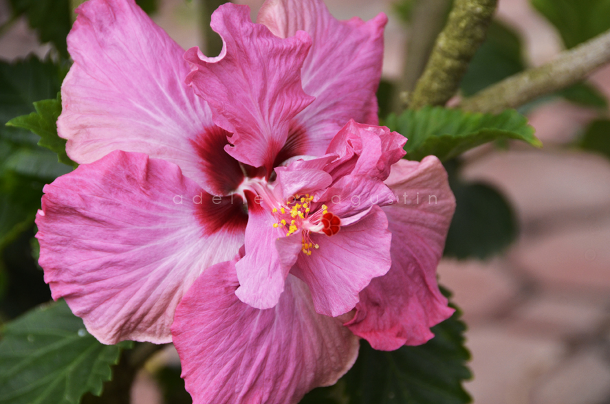 Flowers at Farmville eyeswideshooting