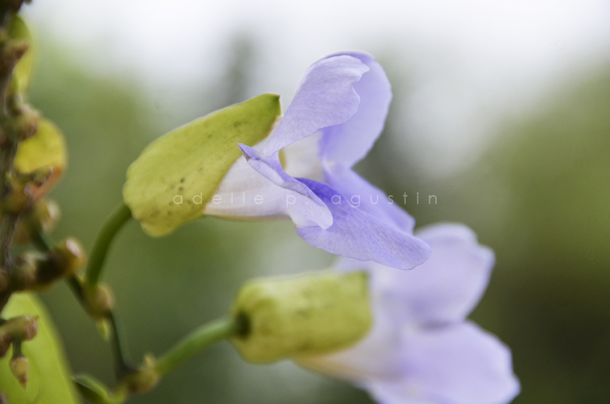 Flowers at Farmville eyeswideshooting