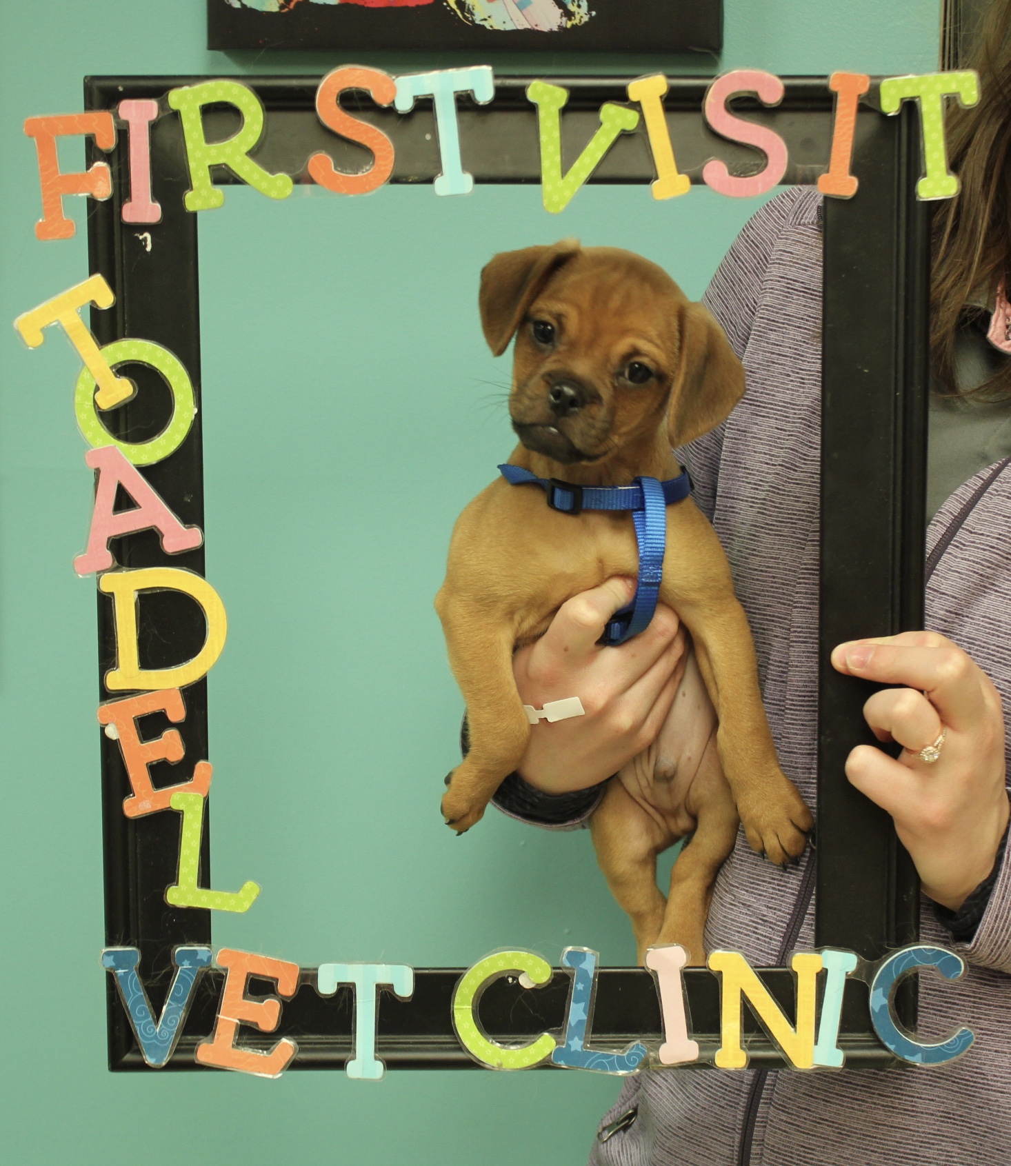 Puppy 101 Adel Veterinary Clinic