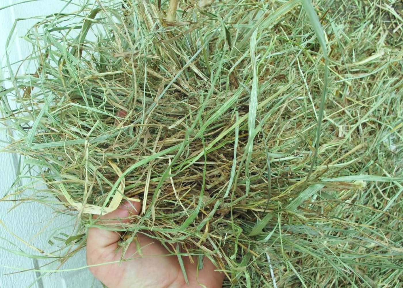 Timothy Grass Mix Hay 2 String Bales Aden Brook