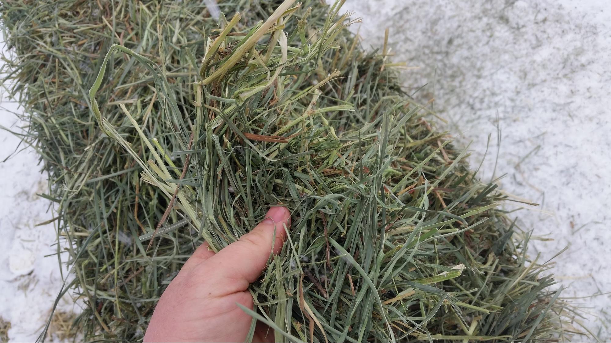 Premium Western Orchard Alfalfa Hay in 3 Tie Bales Aden Brook