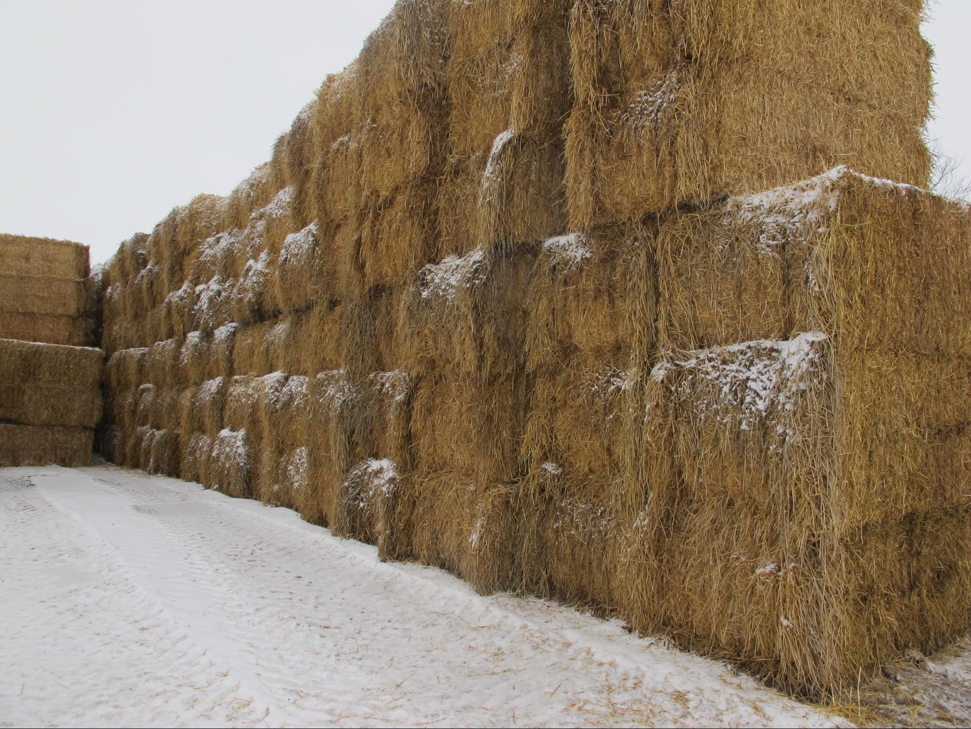 Mushroom Straw Aden Brook