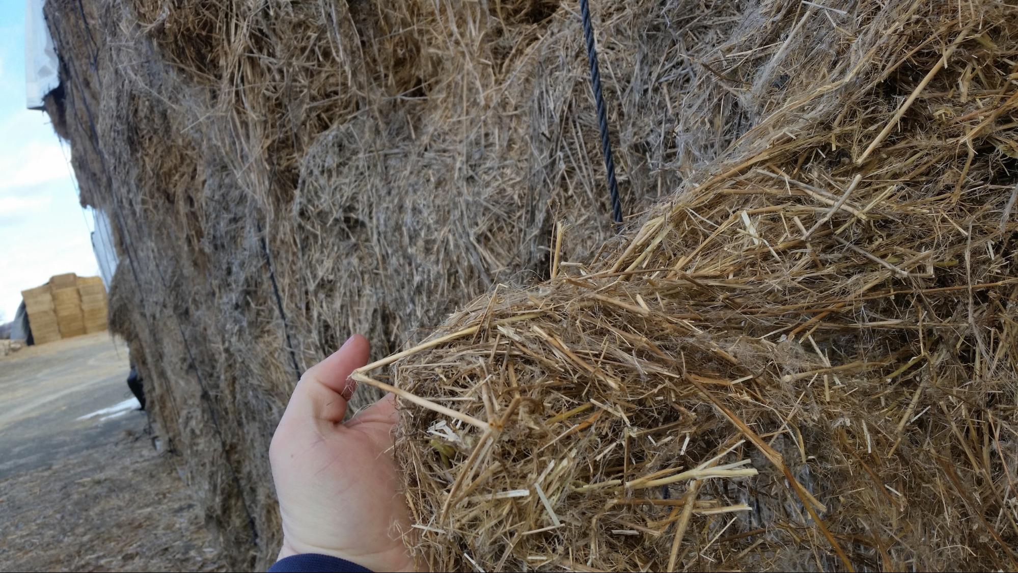 Flax Straw in Large Square Bales Aden Brook