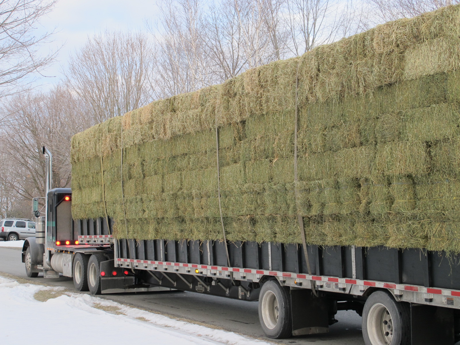 Premium Eastern Alfalfa Aden Brook