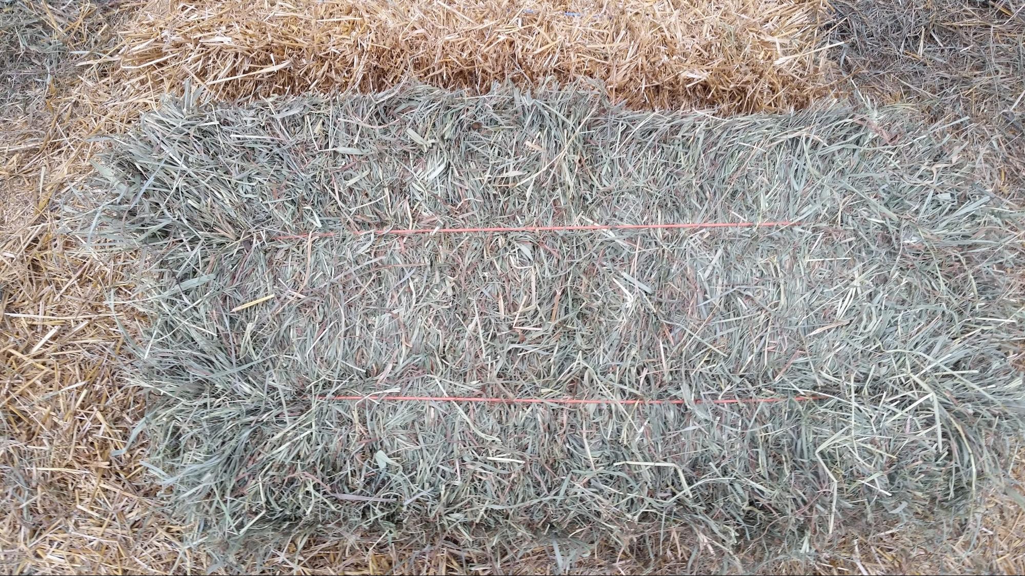 Premium Orchard Grass Aden Brook
