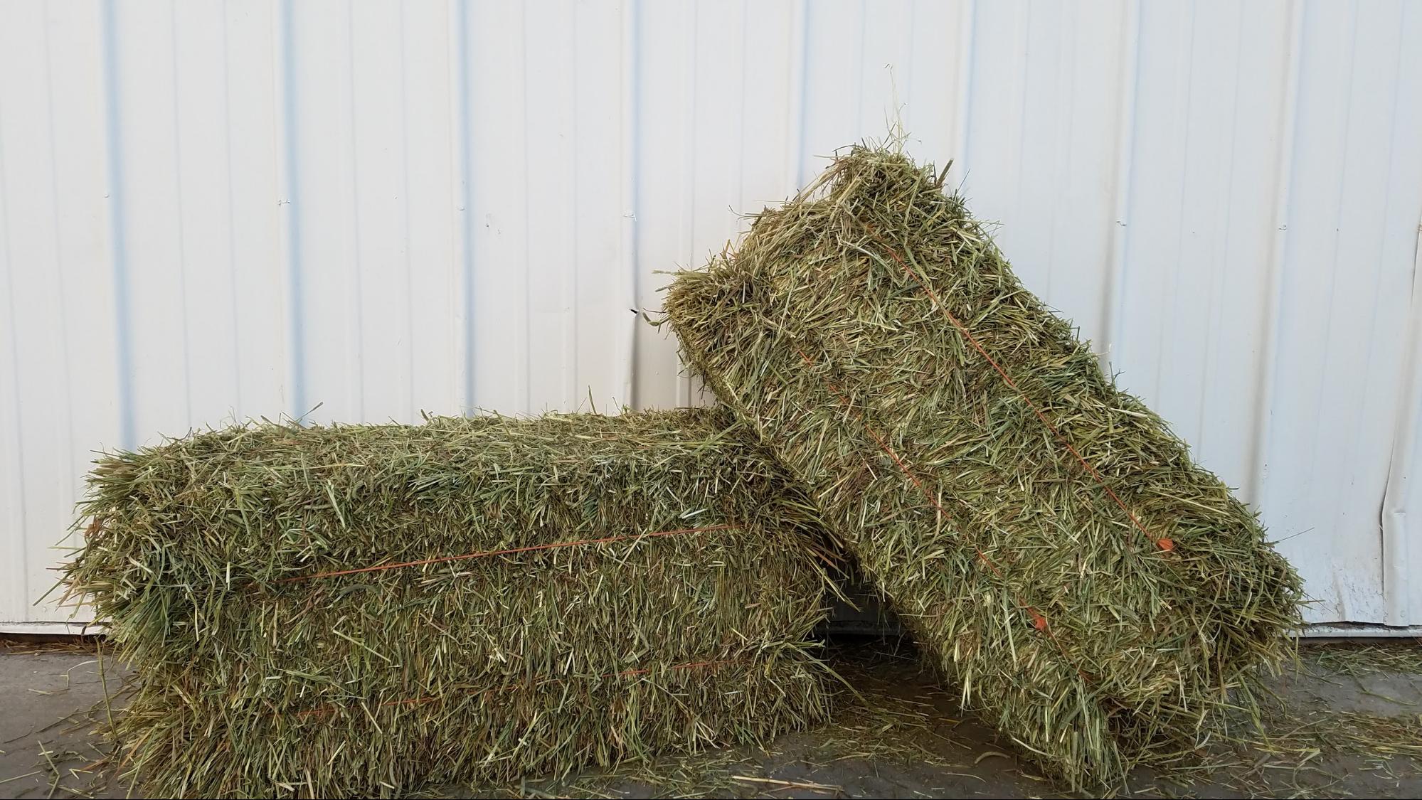 Timothy Alfalfa Mix Hay Aden Brook