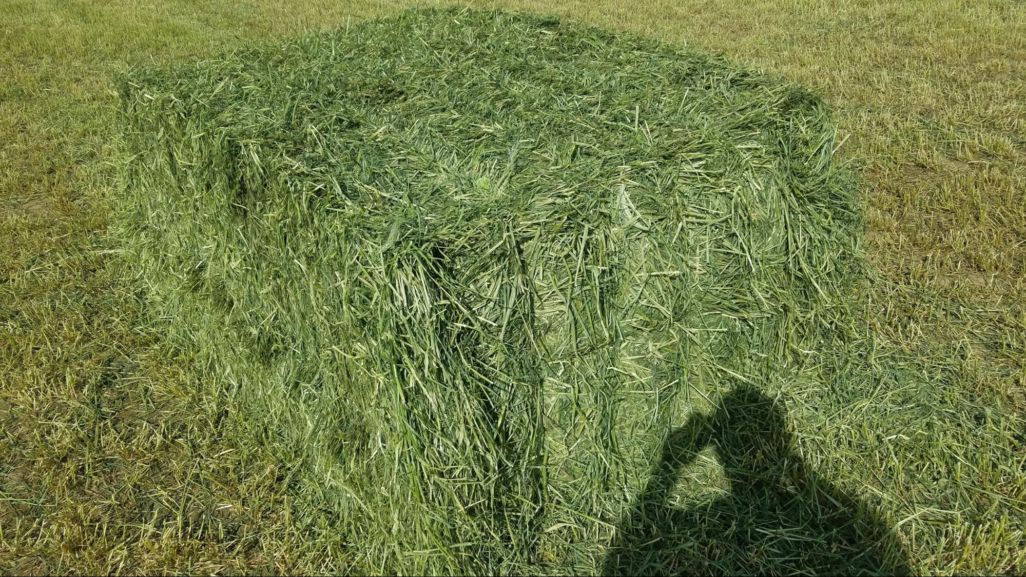 Triticale Aden Brook