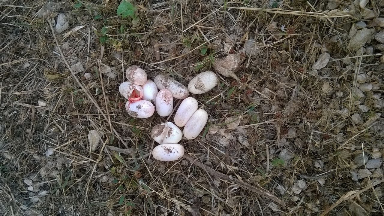 ¿Has visto alguna vez huevos de serpiente ? ADENE Enguera