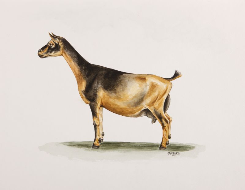 ADGA Recognized Breeds American Dairy Goat Association ADGA