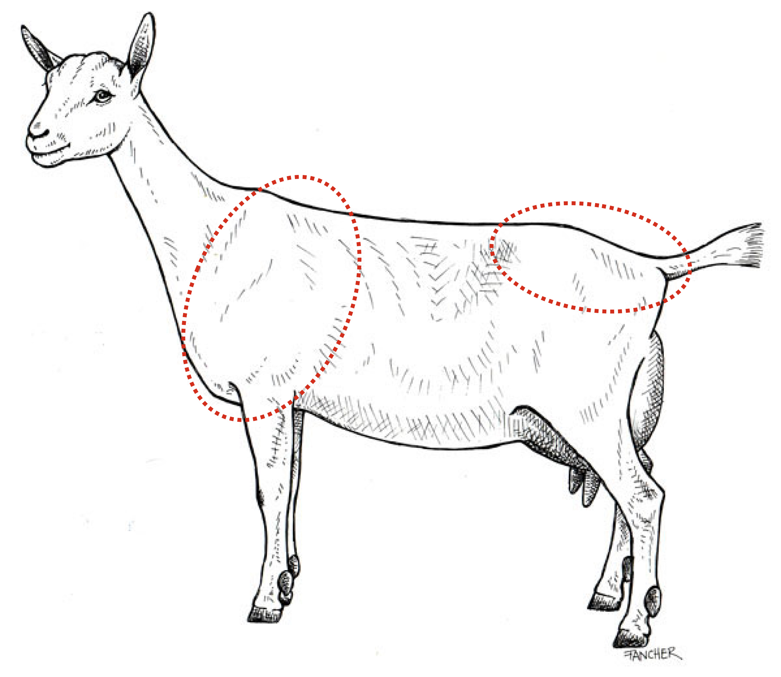 Dairy Goat Wellbeing American Dairy Goat Association ADGA