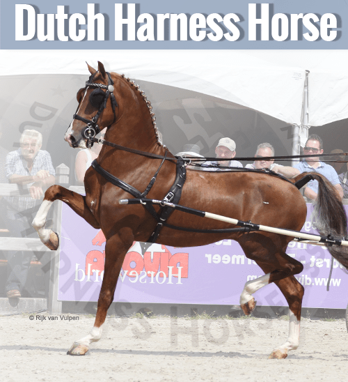 What is a Dutch Harness Horse?