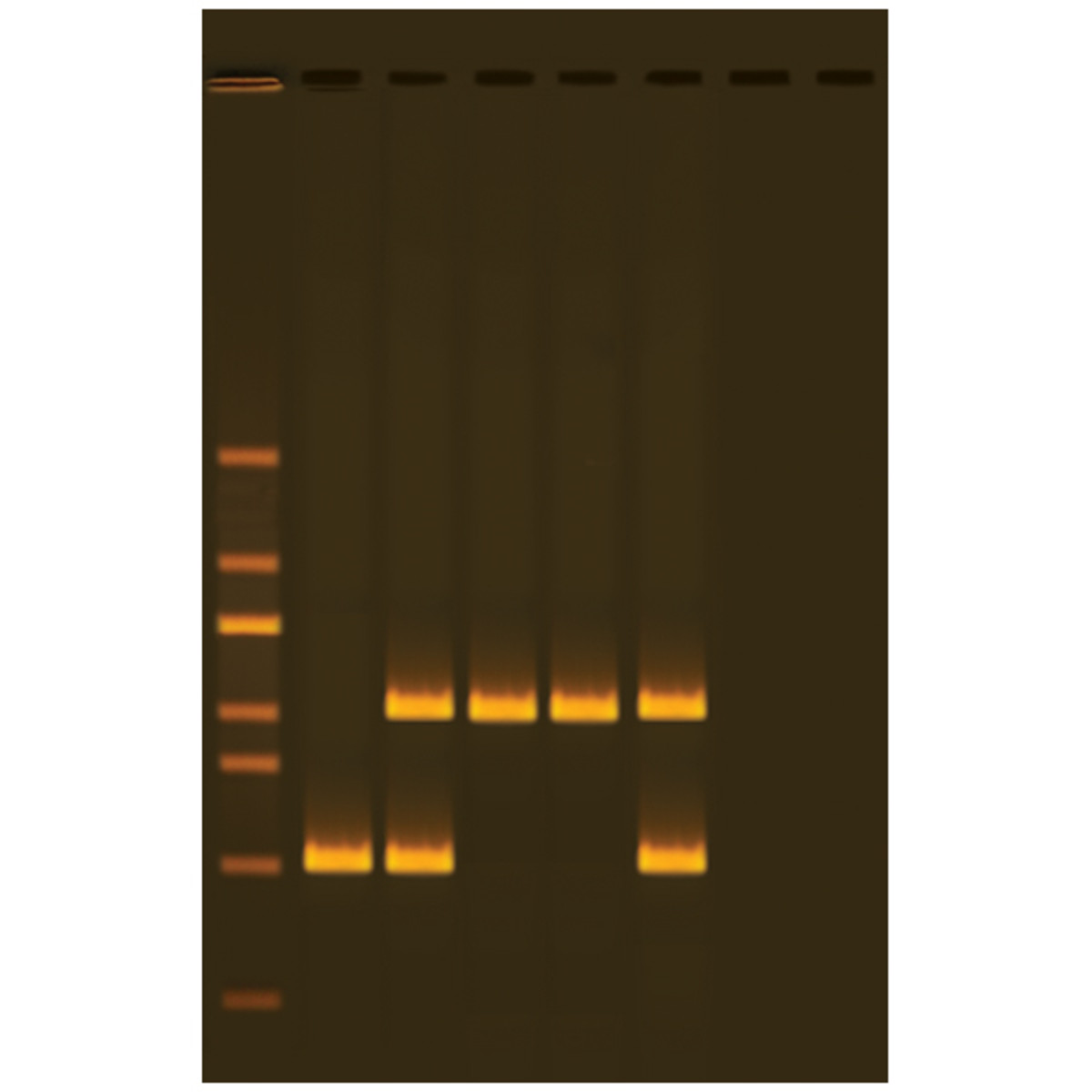 Classroom Kit Alu Human DNA Typing Using PCR For 25 Students ADIA