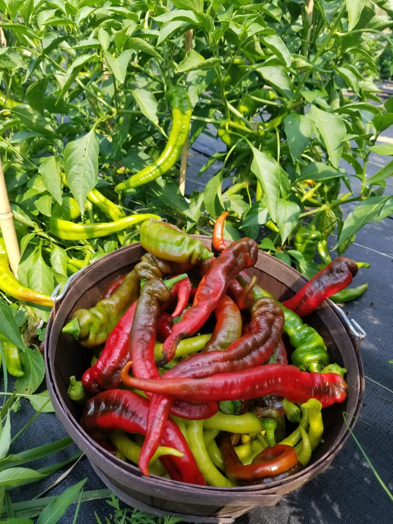 Jimmy Nardello Pepper Plant 3 Pack Includes free shipping A DIFFERENT
