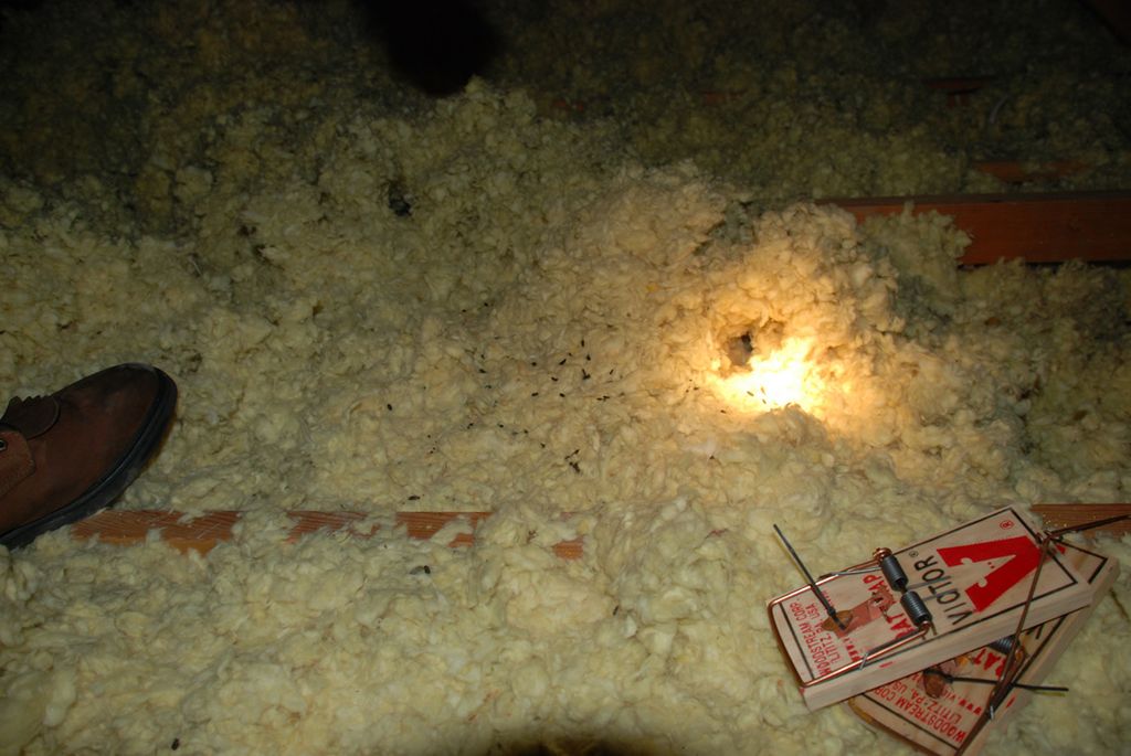 Rodent Control Insulation Replacement Adios Pest Control