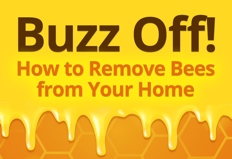 Bee Removal Adios Pest Control