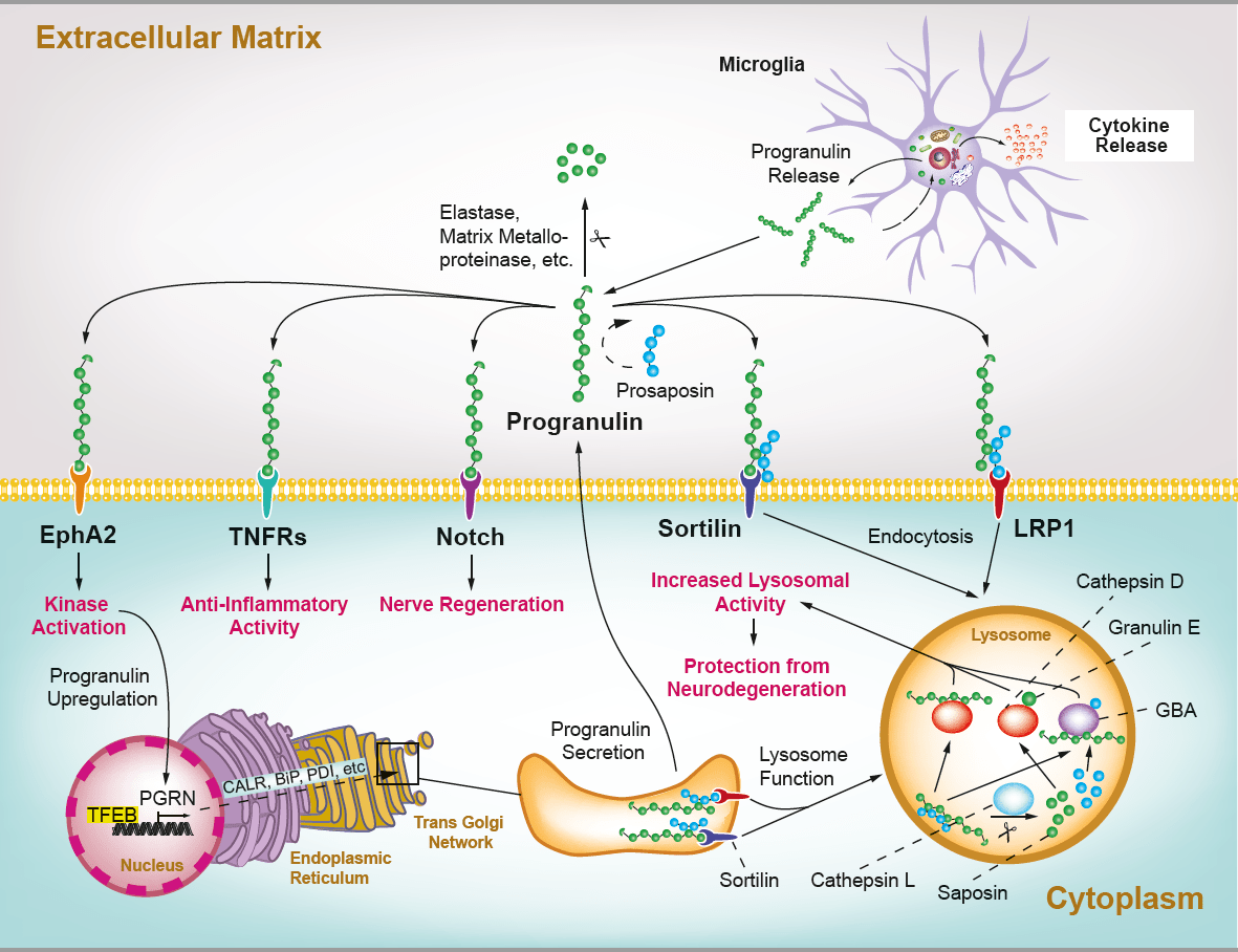Progranulin [PGRN] Marker of Neuroinflammation