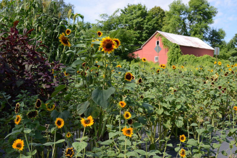 Tours & YouPick at Mossbrook Roots Flower Farm