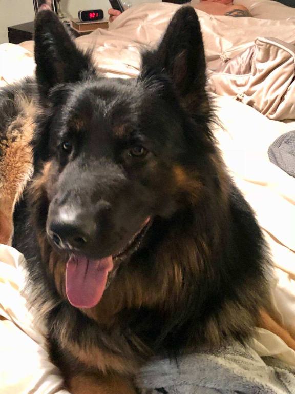 Adirondack Mountain King Shepherds