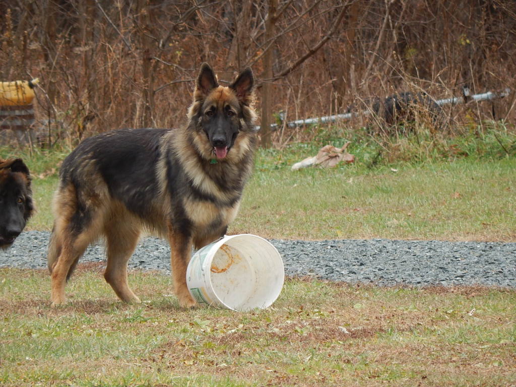 Past Puppies