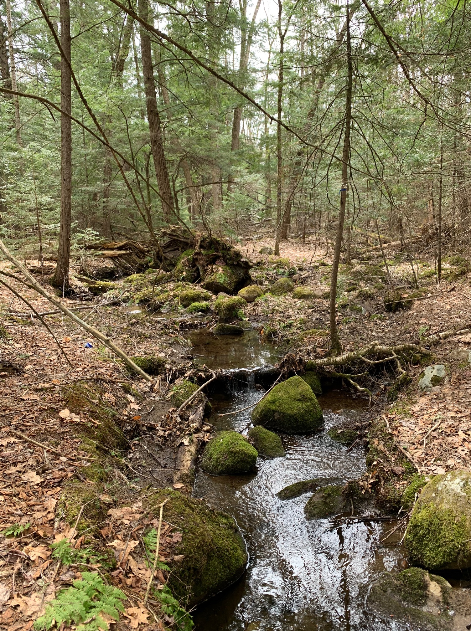 10 Acres of Buildable Land for Sale in Southern Adirondacks