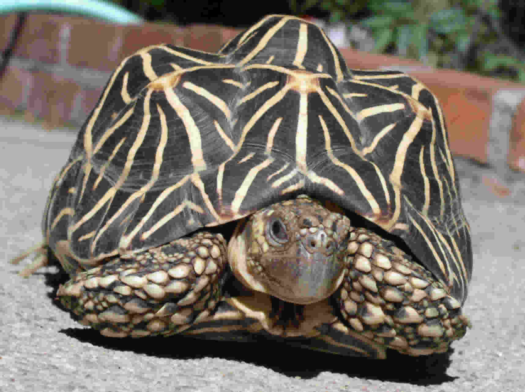 Star Tortoise (Geochelone elegans) Our Wild World
