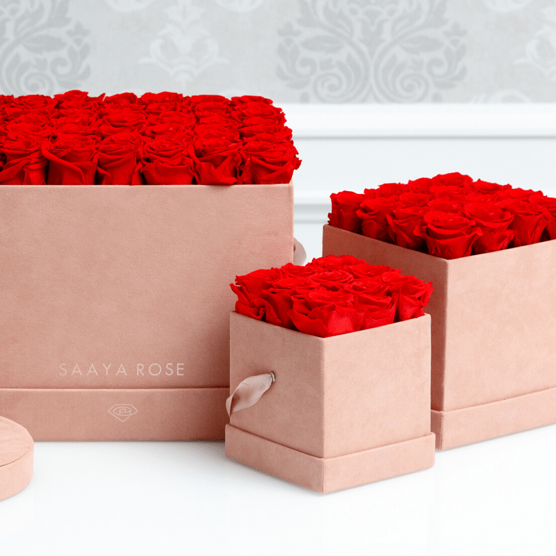 Saaya Rose History and care AZ Big Media