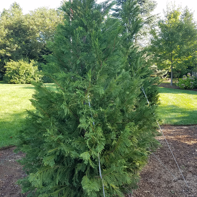 Cape Cod Tree Replacement