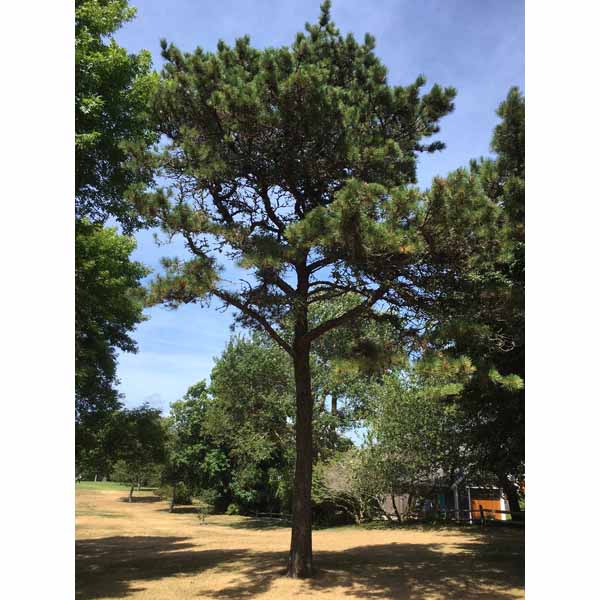 Notable Trees and Tree Tours, Chatham, Cape Cod, MA 02633