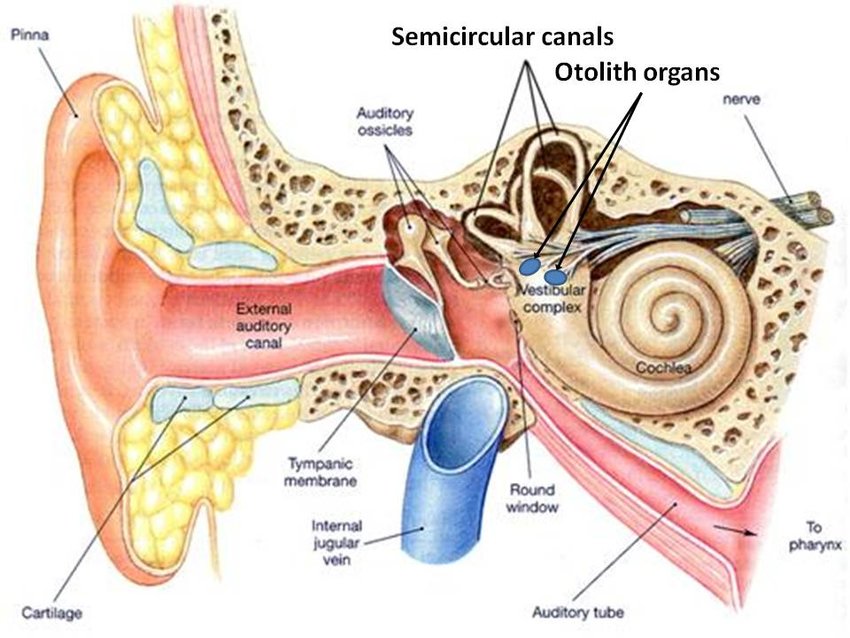[DIAGRAM] Diagram Of Internal Ear - MYDIAGRAM.ONLINE