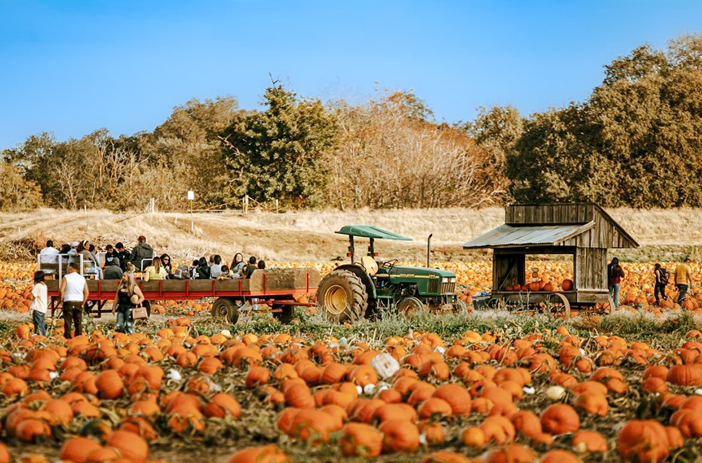 The Best Pumpkin Patches in California Golden State