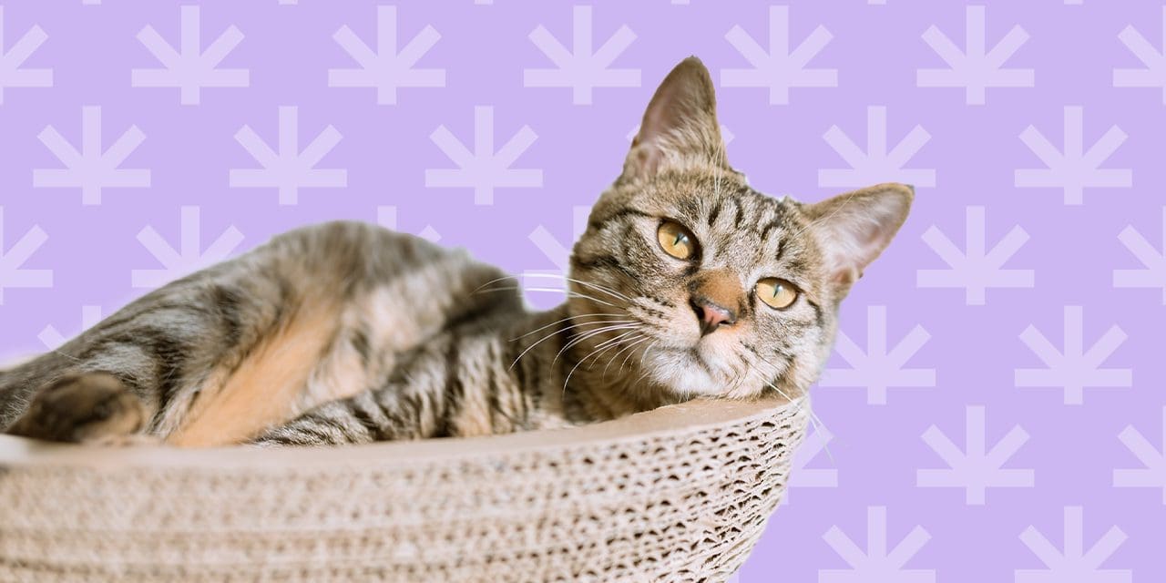 What Happens If Dogs Get High