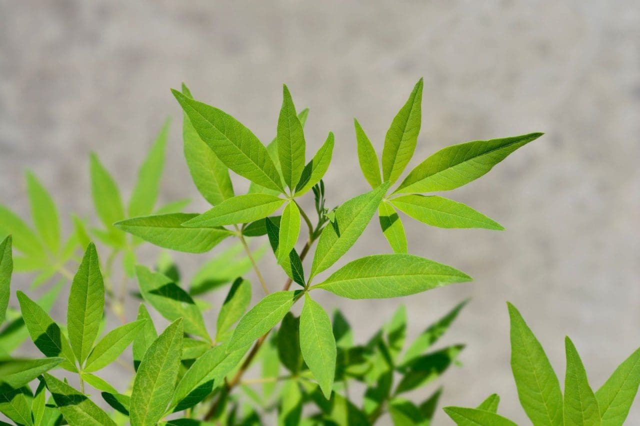 10 Plants That Look Like Marijuana, But Aren’t
