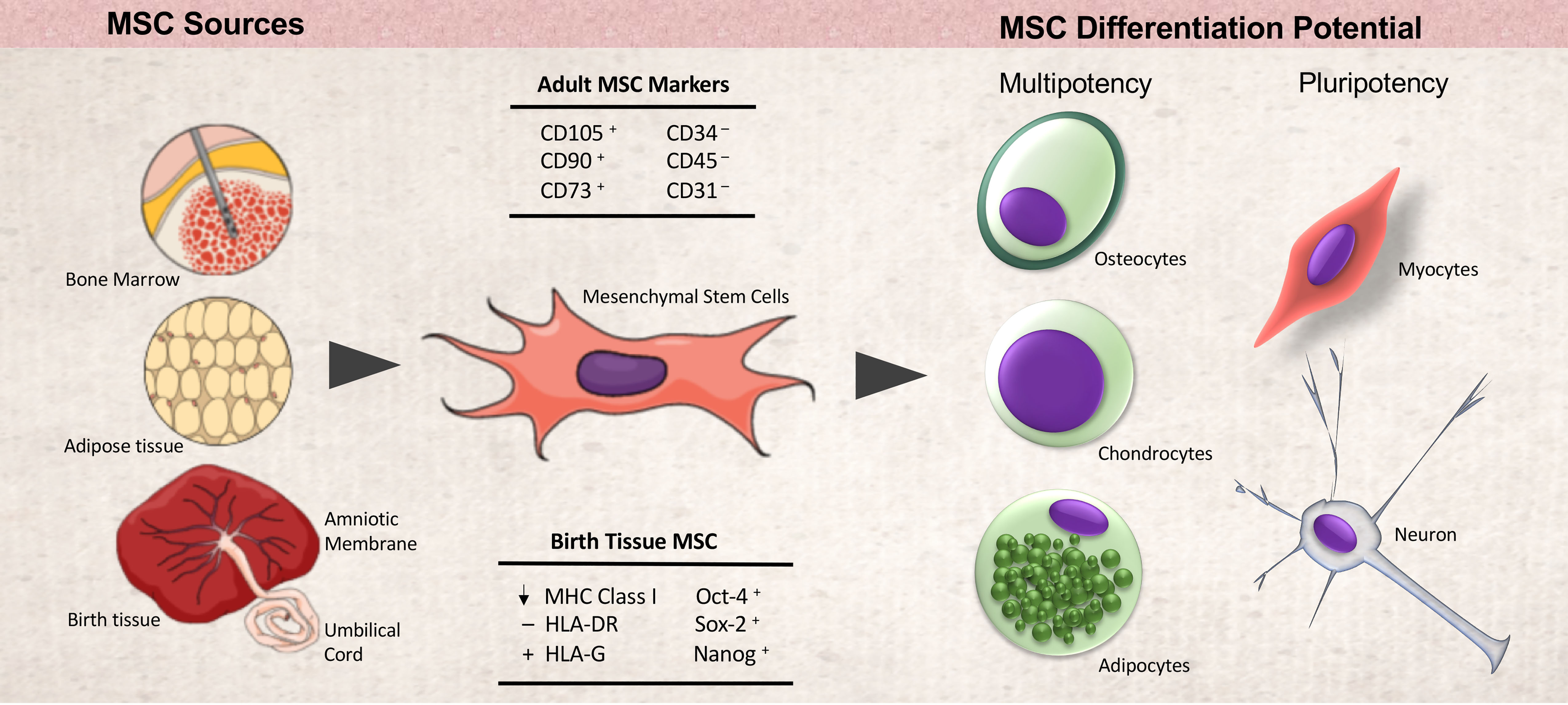 OBM Transplantation Birth TissueDerived Mesenchymal Stromal/Stem