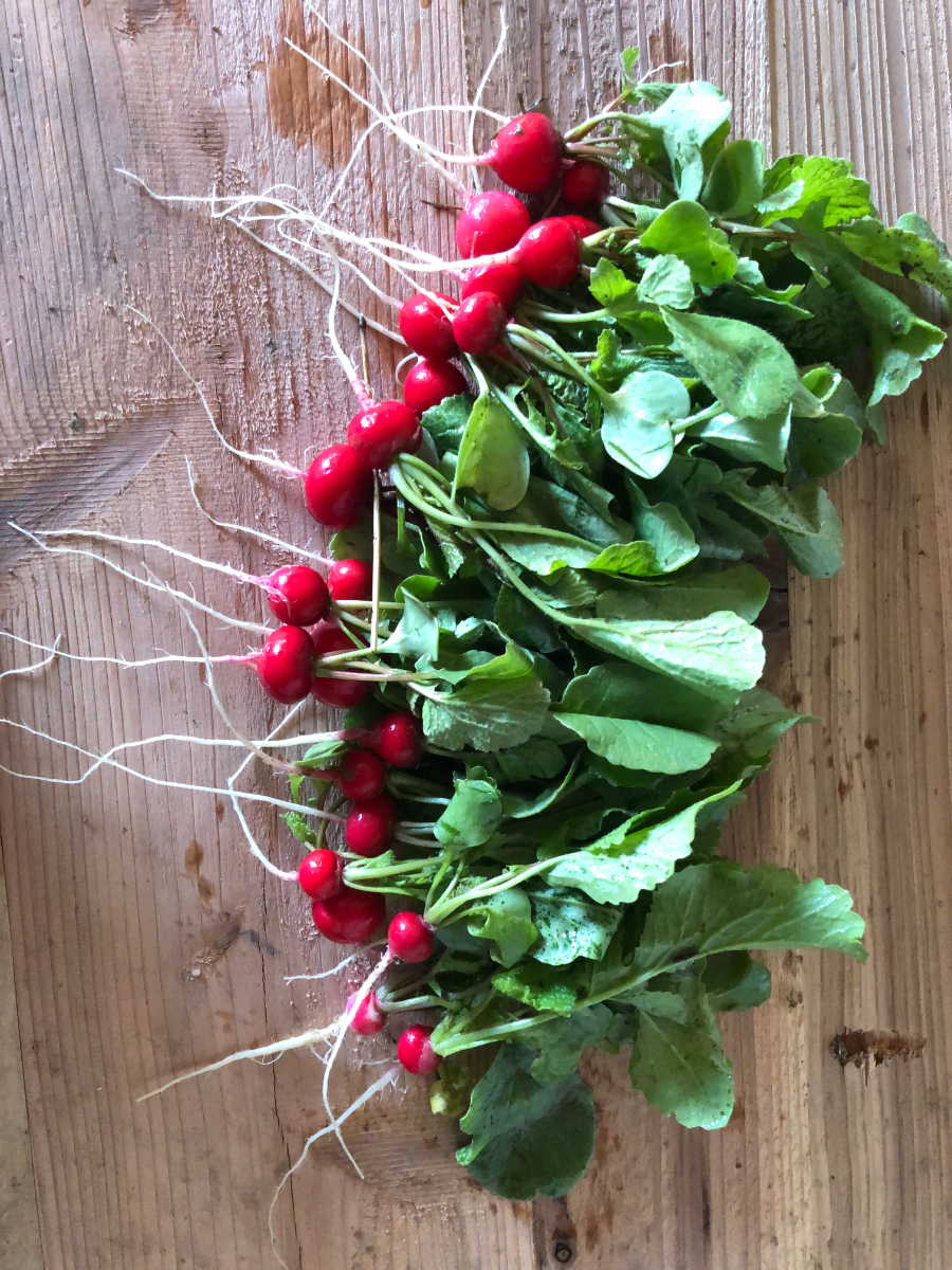 Baby Red Radish Certified Organic Market Wagon Online Farmers