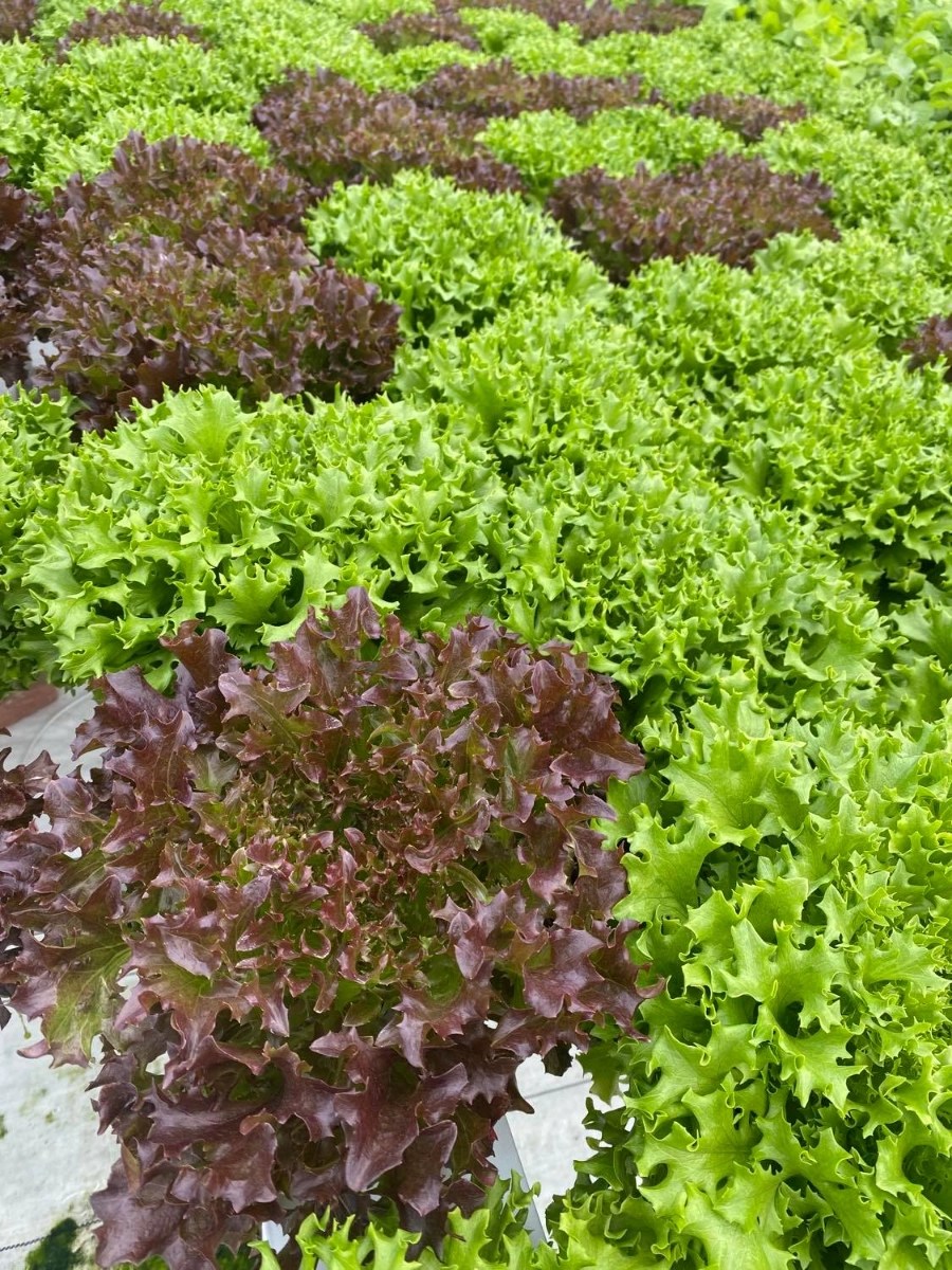 Sage Roots LLC Market Wagon Online Farmers Markets & Local Food