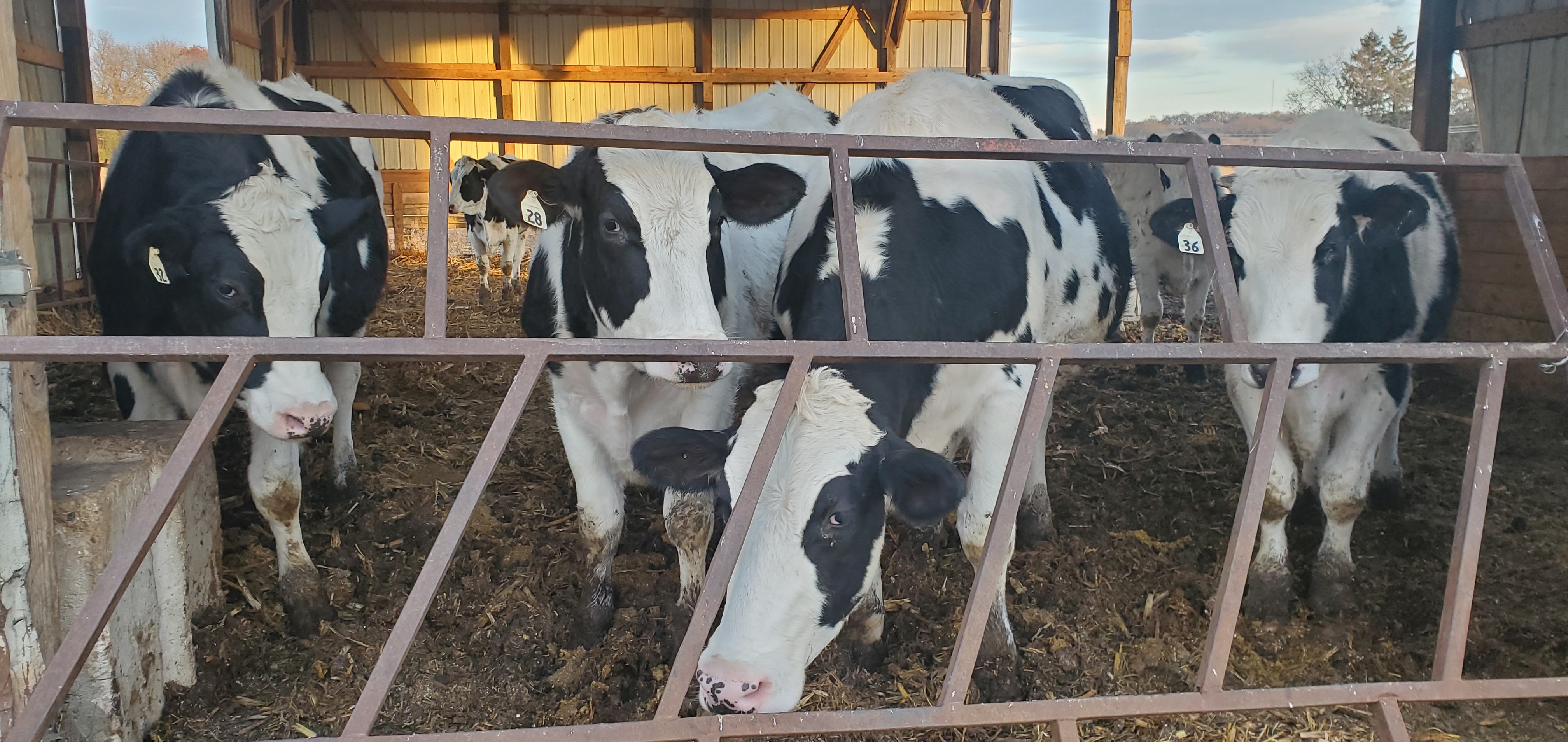 Wisconsin cattle farmers helping solve global supply chain crisis