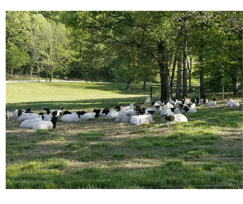 Farm Meat Delivered from Local Farms Near Athens, GA