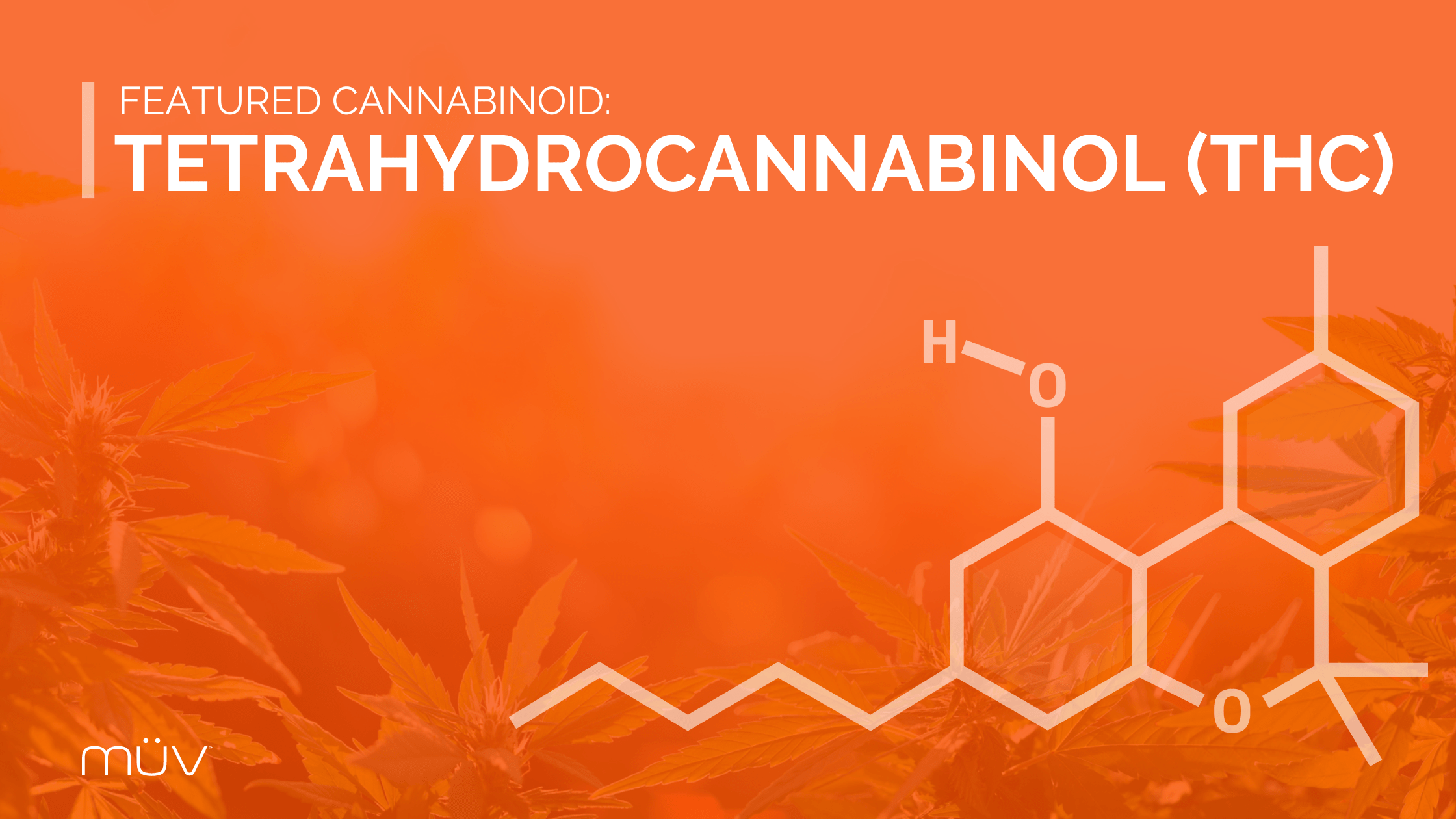 What Is THC Uses, Side Effects, & Benefits MÜV