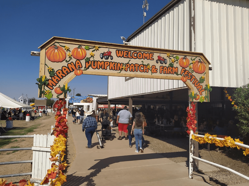 Pick Pumpkins For Just 50 Cents A Pound This Fall At The Marana Pumpkin
