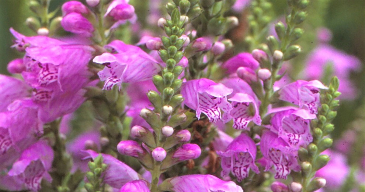 There’s A Deadly Plant Growing In New Mexico Yards That Looks Like A