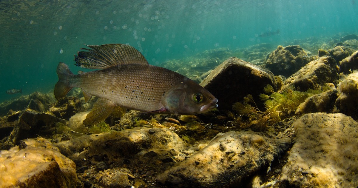 The LittleKnown Story Of Arctic Grayling In Michigan And How They’re
