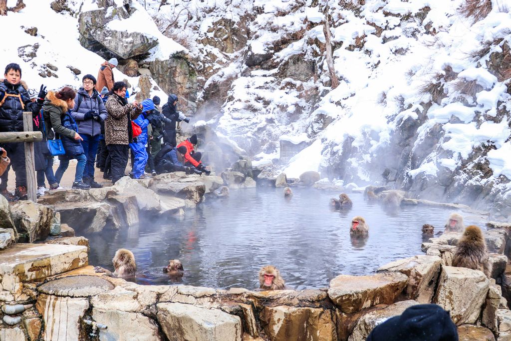 Monkey Onsen Best Places To Seeing Snow Monkeys in Japan GoWithGuide