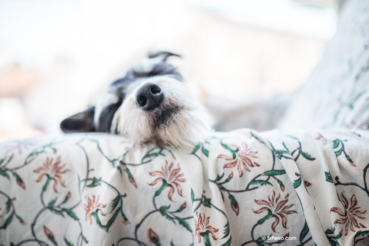 ¿Sueñan los perros? ¿Estarán soñando con sus humanos? SrPerro, la