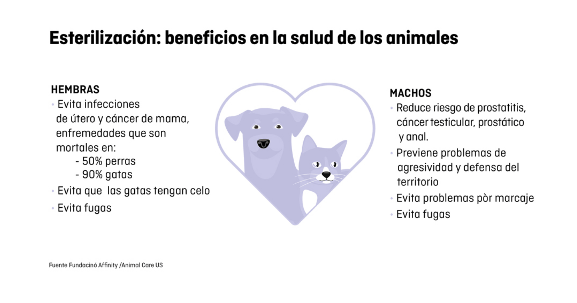 Día Mundial de la Esterilización Animal, para acabar con el sacrificio
