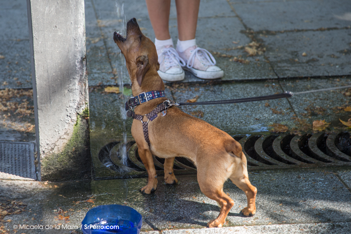 Perros frescos y bien hidratados consejos fáciles y divertidos para el