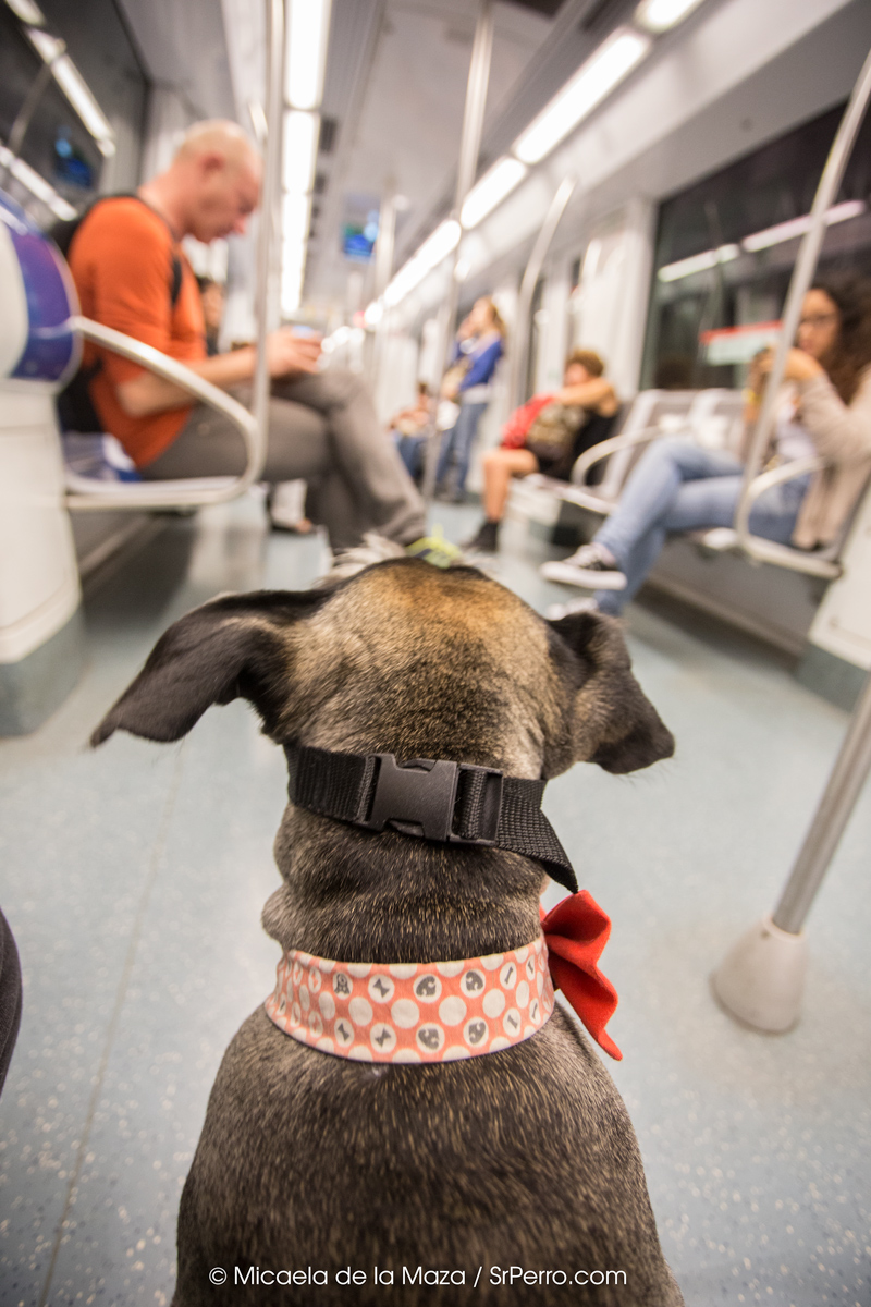Los perros (por fin) pueden viajar en el Metro de Madrid