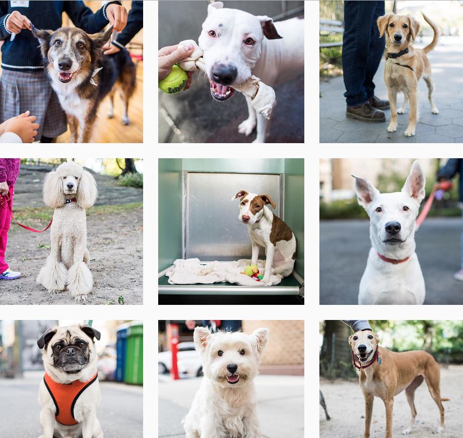 The Dogist: Photographic Encounters with 1,000 Dogs