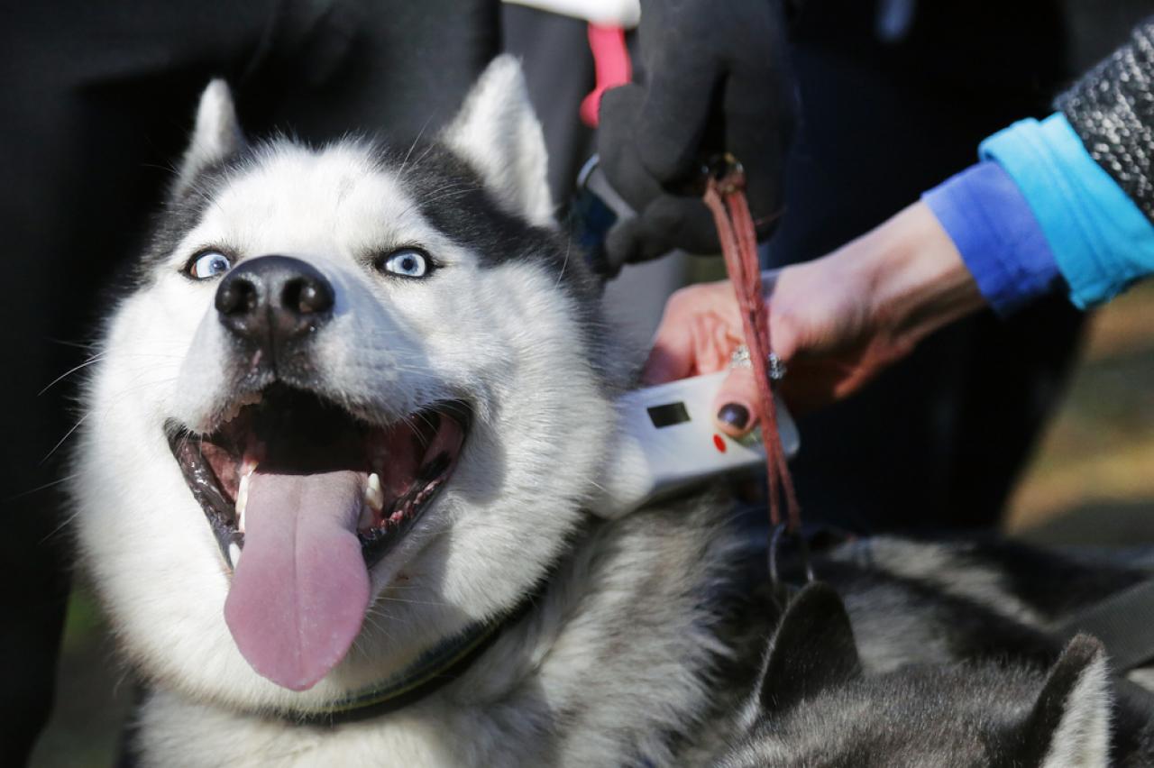 Pet Insurance Quotes Admiral